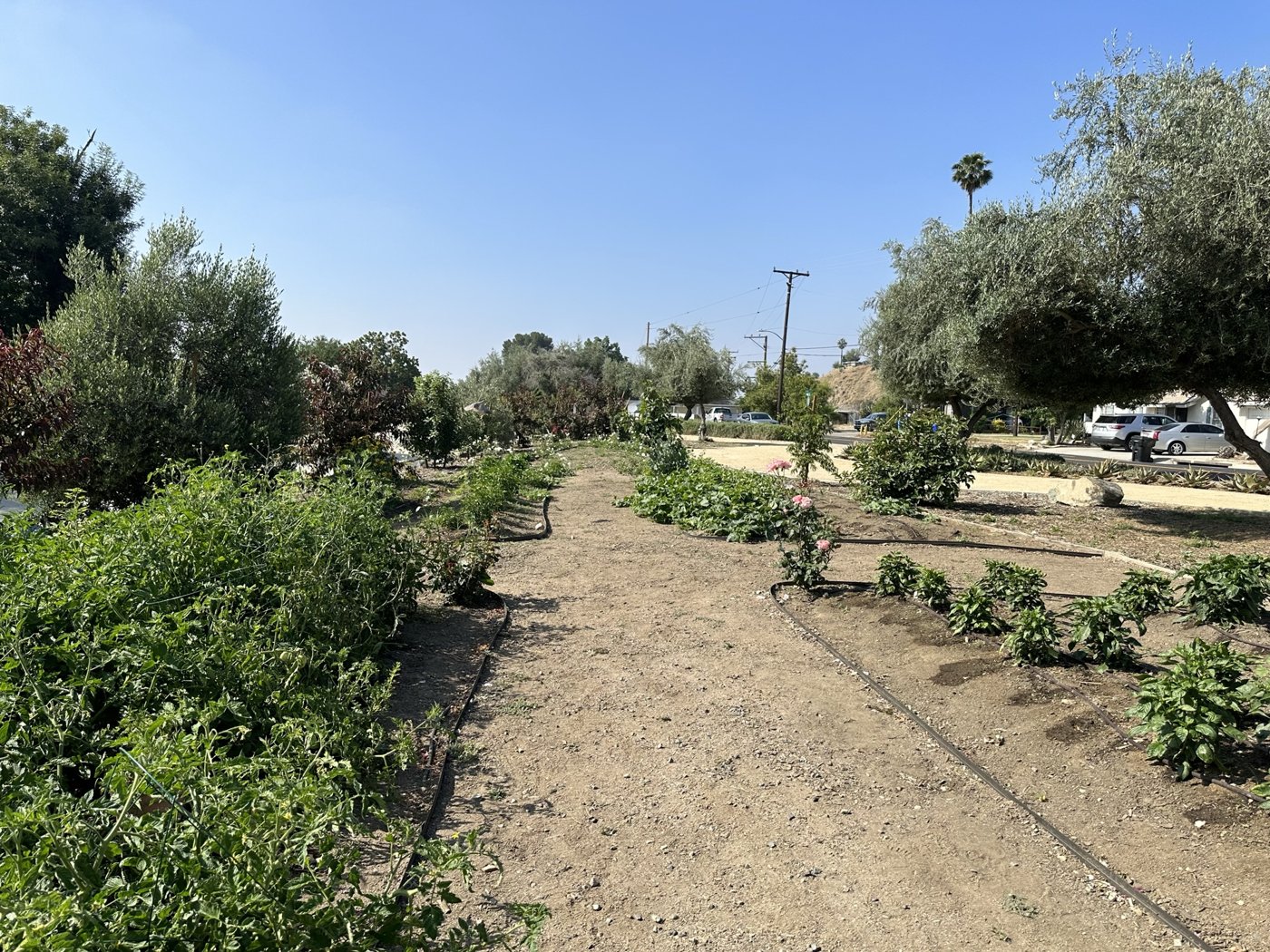 A dirt path running between rows of vegetables, roses and olive trees at the Peace Park
